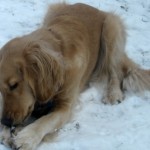Honey the golden retriever chews her stick in the snow.