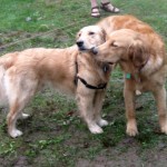 Honey the golden retriever is tired of the attention.