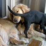 Honey the golden retrievers makes allowances for a foster puppy.
