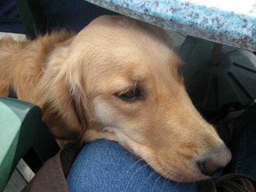 Honey the golden retriever uses her voice to ask for food..