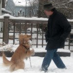 Honey the golden retriever plays out in the snow.