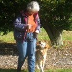 Honey the golden retriever walks nicely on leash.