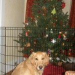 Honey the golden retriever and a Christmas tree.