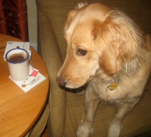 Honey the Golden Retriever admires Bad Dog coasters from UncommonGoods.