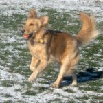 Honey looks like she's dancing with her ears in the air.
