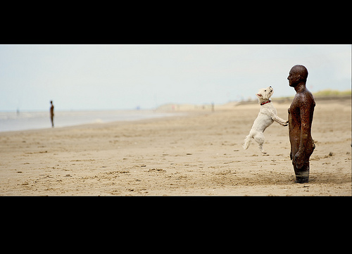 Why is this dog jumping?