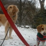 Honey the golden retriever and Ginny the foster dog look to make trouble.
