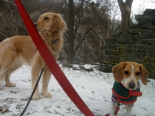 Honey the golden retriever and Ginny the foster dog look to make trouble.