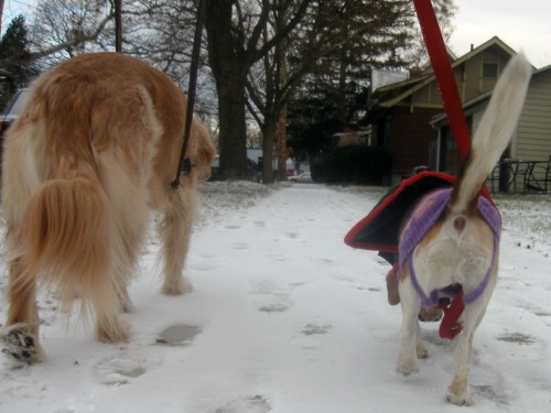 Honey the golden retriever and Ginny the foster dog go for a walk.
