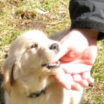 Honey the golden retriever puppy bites the hand that feeds her.