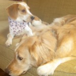 Honey the golden retriever and Ginny the foster dog wait for her forever home.