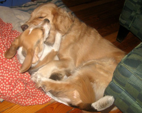 Ginny the foster dog plays with Honey the golden retriever.
