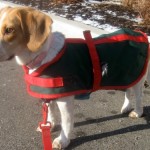 Ginny is a foster. She's not my dog/