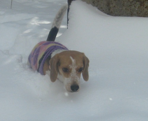 Ginny the foster dog plays in snow.