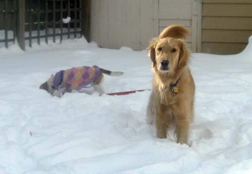 Ginny the foster dog is on the scent.