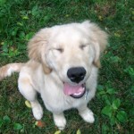 Adolescent Honey has a goofy look.