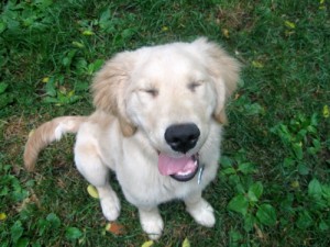 Adolescent Honey has a goofy look.