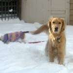 Honey the golden retriever thinks some dogs are jerks.