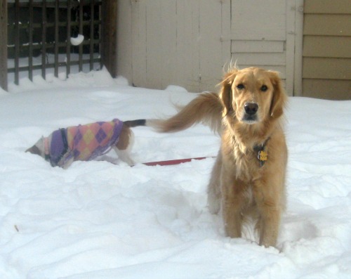 Honey the golden retriever thinks some dogs are jerks.