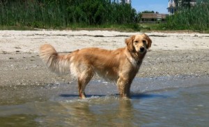 When watching Super Bowl ads, sometimes I love the pups but hate the products.