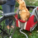 Match the treat to the trick when dog training.