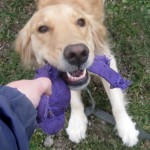 Honey the golden retriever loves to tug.