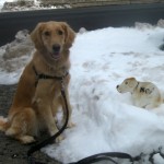 Honey the golden retriever puts the proper spin to make dog chores more fun.