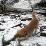 Honey the golden retriever chews on a huge stick.