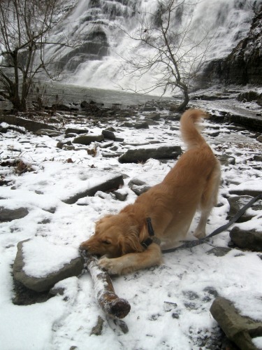 Honey the golden retriever chews on a huge stick.