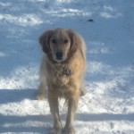 Honey the golden retriever has the blues.