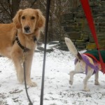 Honey the golden retriever looks back while Ginny the foster dog looks forward.