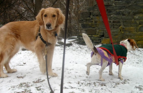 Honey the golden retriever looks back while Ginny the foster dog looks forward.