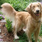 Honey the golden retriever winks.