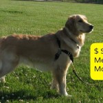 I need to figure out how to make money with my dog.