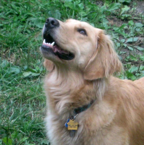 Honey the golden retriever tires to understand what I'm explaining to her.