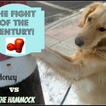 Honey the boxing golden retriever takes on The Hammock.