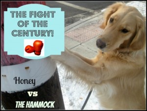 Honey the boxing golden retriever takes on The Hammock.