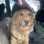 Honey the golden retriever in the car.