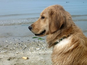 Honey the golden retriever suspects I think about dogs too much.