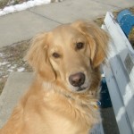 Honey the Golden Retriever asks how anyone could make her better.