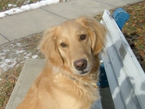 Honey the Golden Retriever asks how anyone could make her better.