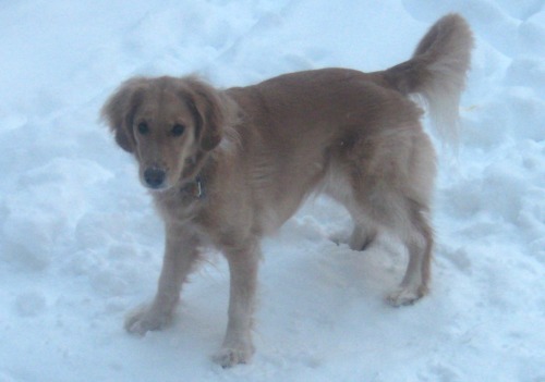 Honey the golden retriever finds the snow delightful.