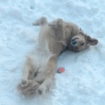 Honey the golden retriever takes a nap in the snow.