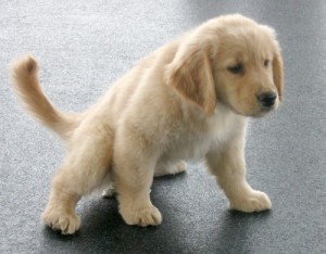 Honey the golden retriever puppy pees on the floor.