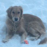 Honey the golden retriever delights in sitting in the snow.