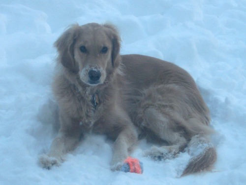 Honey the golden retriever delights in sitting in the snow.