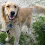 Honey the golden retriever says I think about dogs too much.