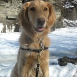 Honey the golden retriever grins in the snow.