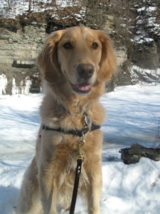 Honey the golden retriever grins in the snow.