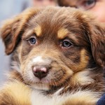 Child holding a puppy.